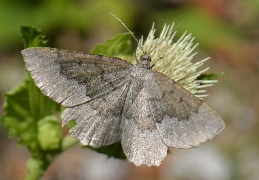 Falena sconosciuta